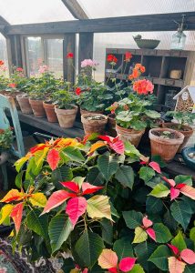 Poinsettias blooms transitioning colors inside of a Yoderbilt greenhouse