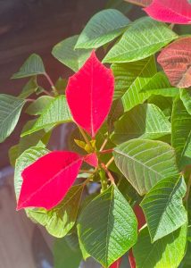 Poinsettia with two red leaves with green leaves around it inside of a Yoderbilt greenhouse