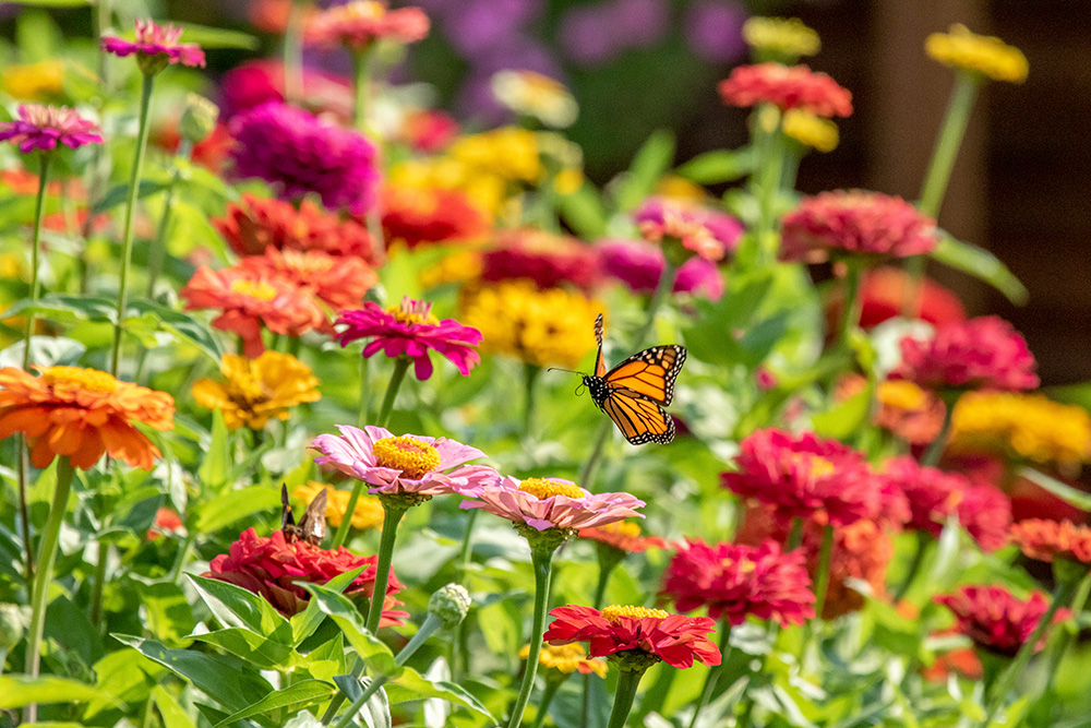 Orange, pink and red zinnias in a garden with a monarch butterfly floating above