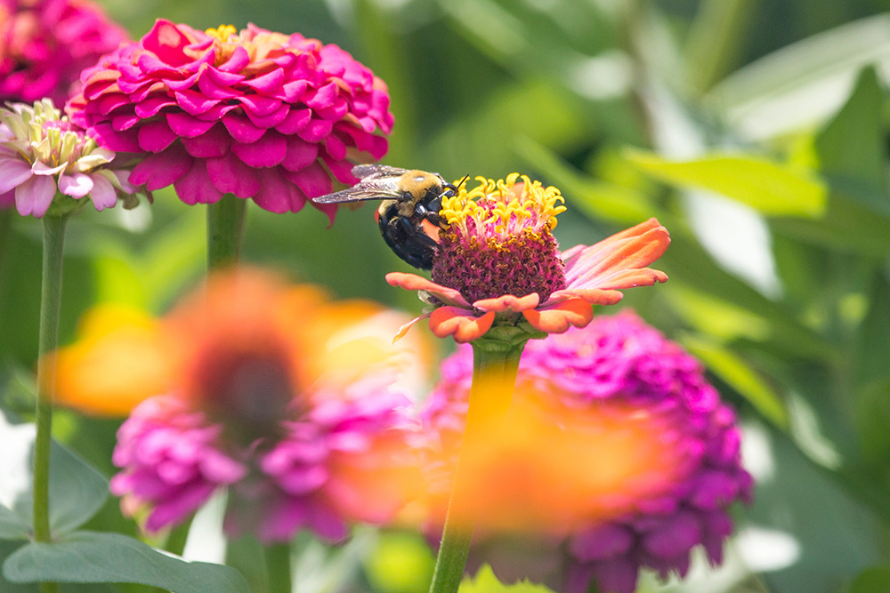 Pink and orange zinnias with a bee on top of it.