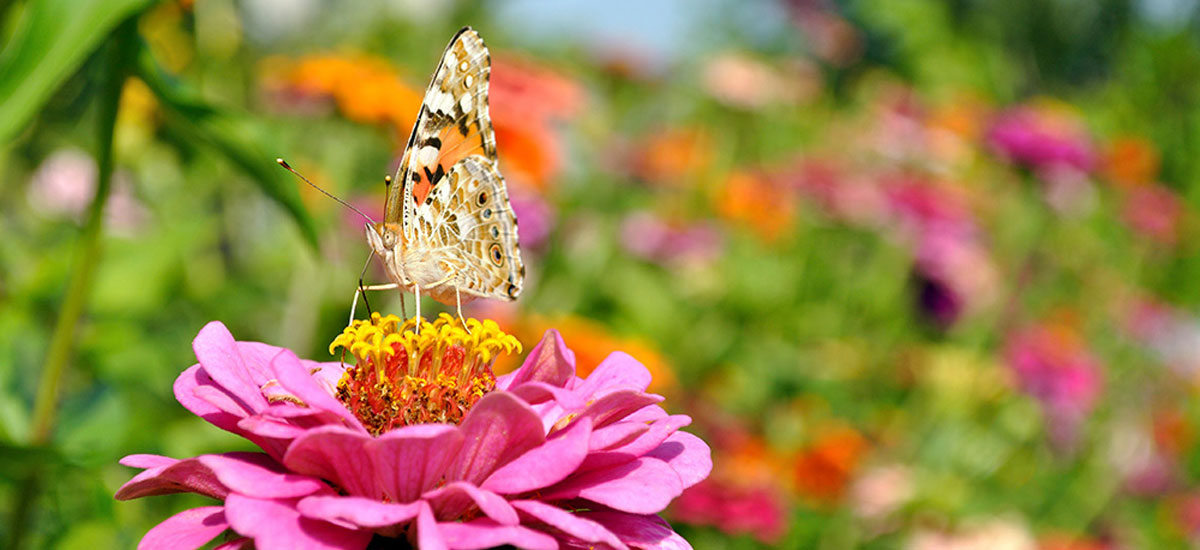A butterfly resting on top of a bright pink zinnia flower.