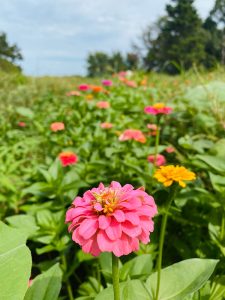 Close up of pink zinnia outside with more pink and oranges zinnias in the background
