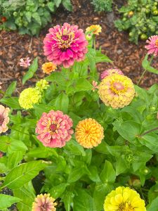 Bright pink and yellow zinnia blossoms in a garden
