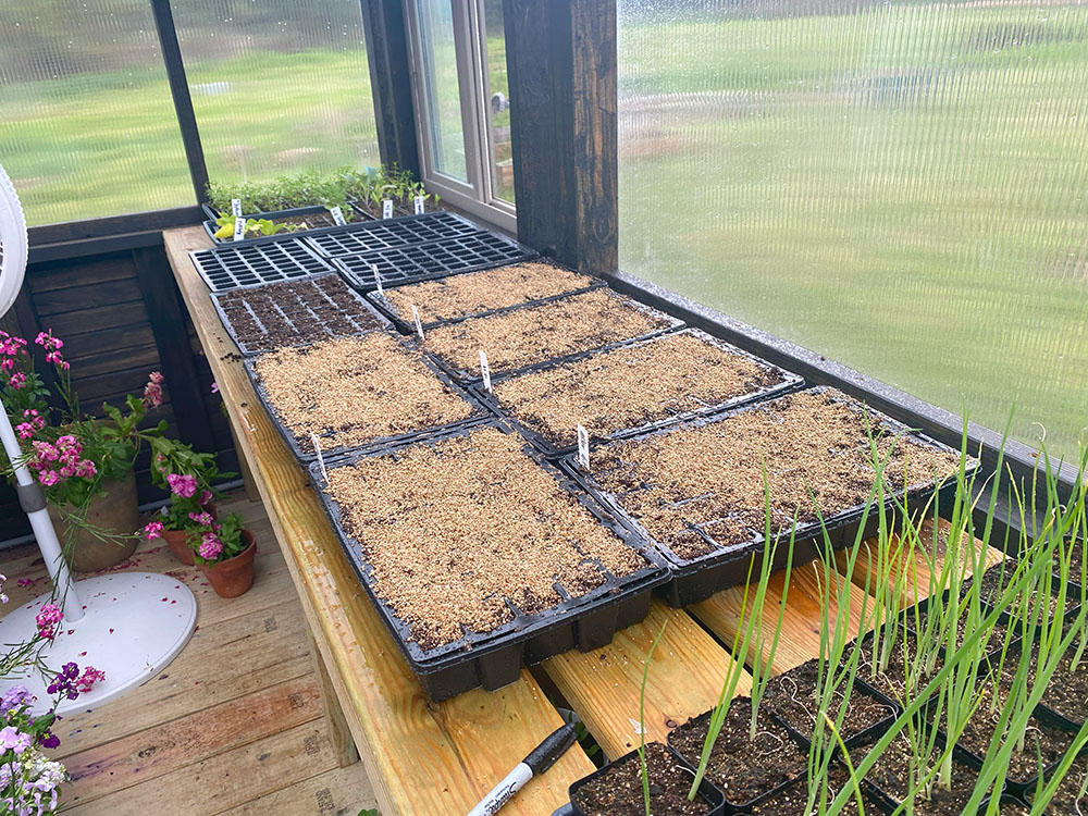 Zinnia seed trays on sitting on top of a gardening table inside of a Yoderbilt Greenhouse