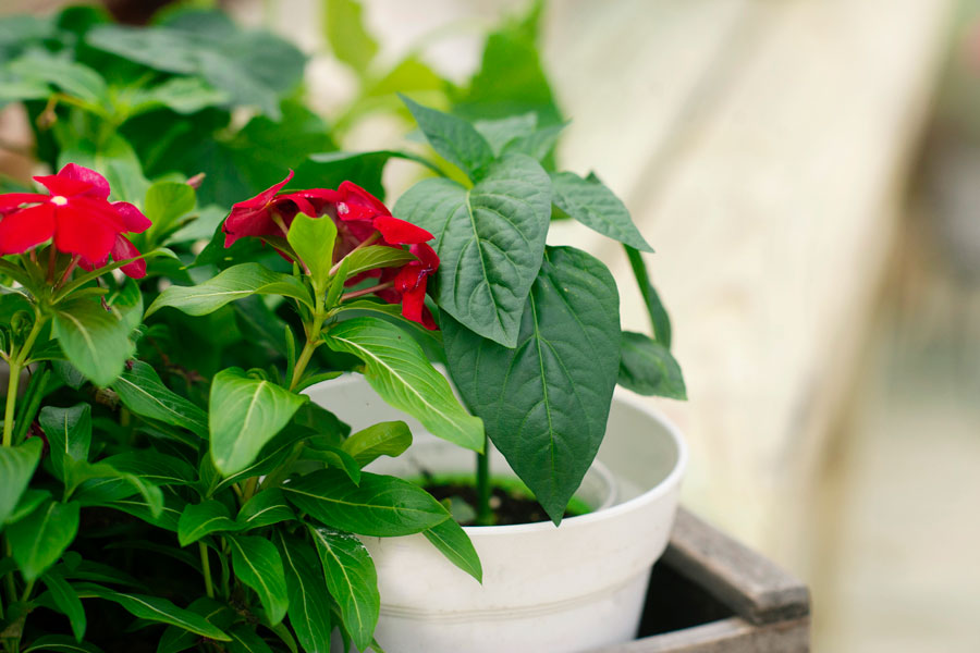 Flowers in a white plastic pot on top of a gardening table inside of a Yoderbilt Greenhouse.