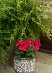 A plant in a decorative pot on the floor of a 12x20 Yoderbilt Greenhouse.