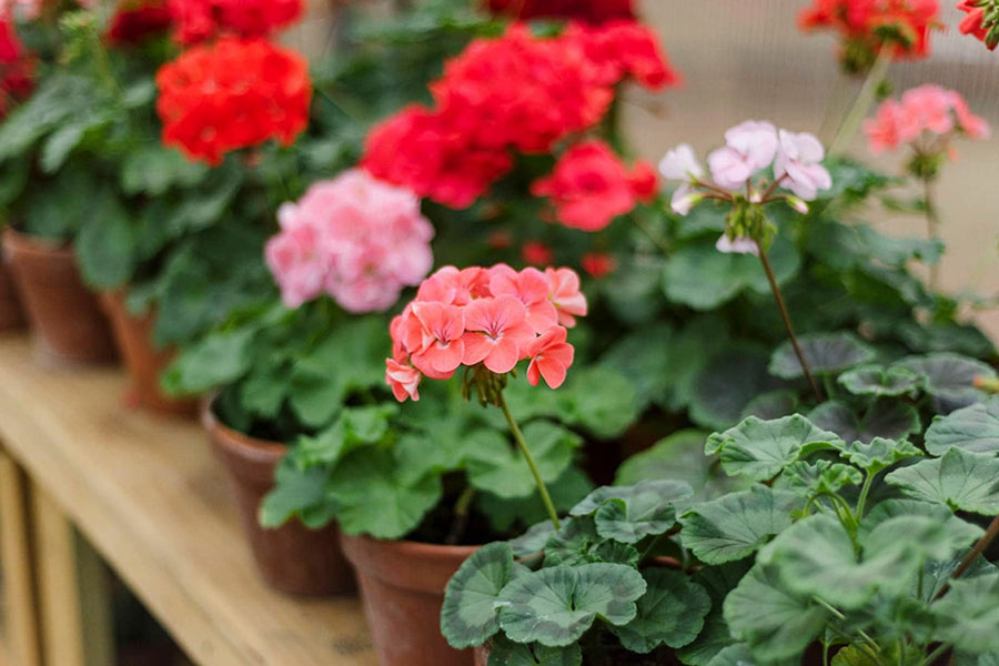 Pink and red geraniums sitting on a gardening table inside of a Yoderbilt Greenhouse