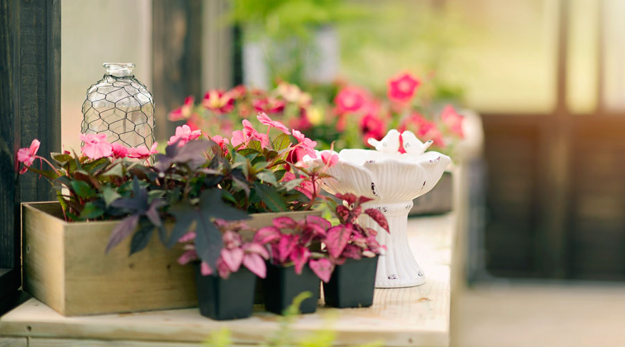 Variety of red and pink plants in small pots sitting on top of a gardening table inside of a Yoderbilt Greenhouse.