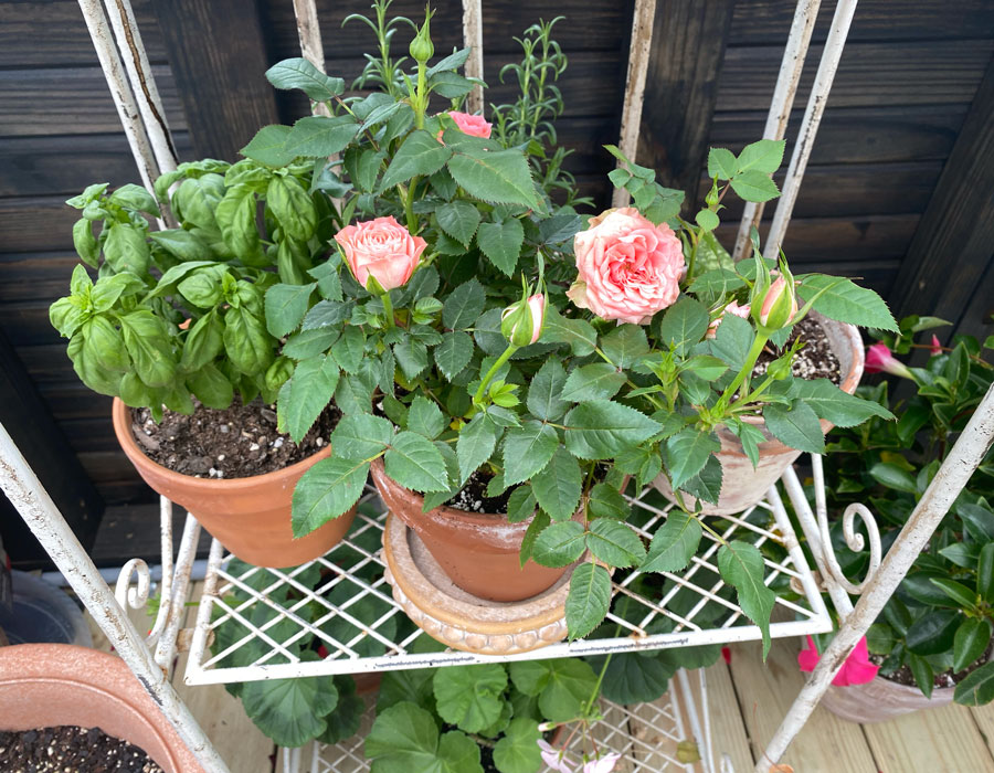 Plants in terra cotta pots sitting on a white rack in a Yoderbilt Greenhouse