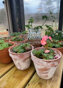 Plants in aged terra cotta pots