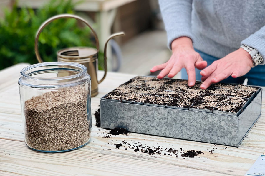 Woman gently pressing seeds into soil in a seed tray