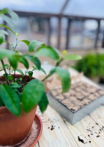 Close up of a plant with a seed tray in the background
