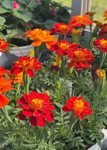 Orange and red flowers blooming in a greenhouse