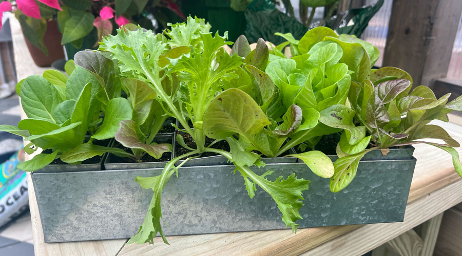 Lettuce in a steel container on top of a gardening table