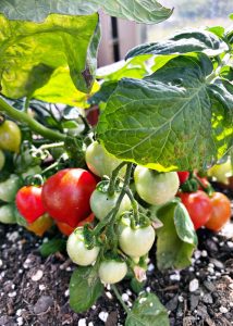 A bunch of tomatoes being grown inside of a Greenhouse