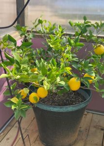 A lemon tree growing in a Yoderbilt Greenhouse