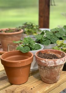 A regular pot next to a pot that has been aged with water and garden lime