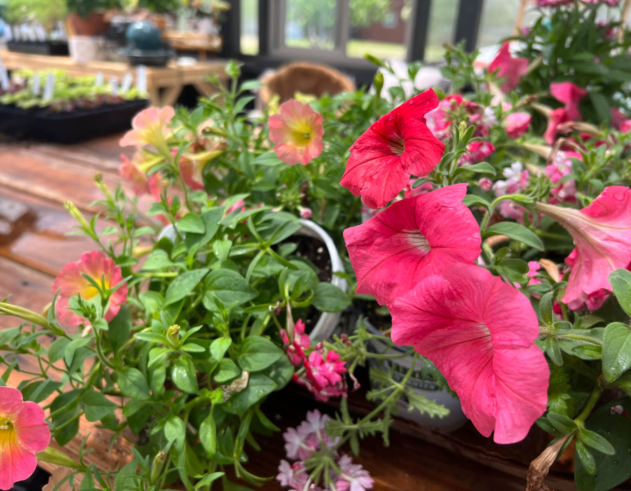 Arrangement of flowers on top of a gardening table inside of a Yoderbilt Greenhouse