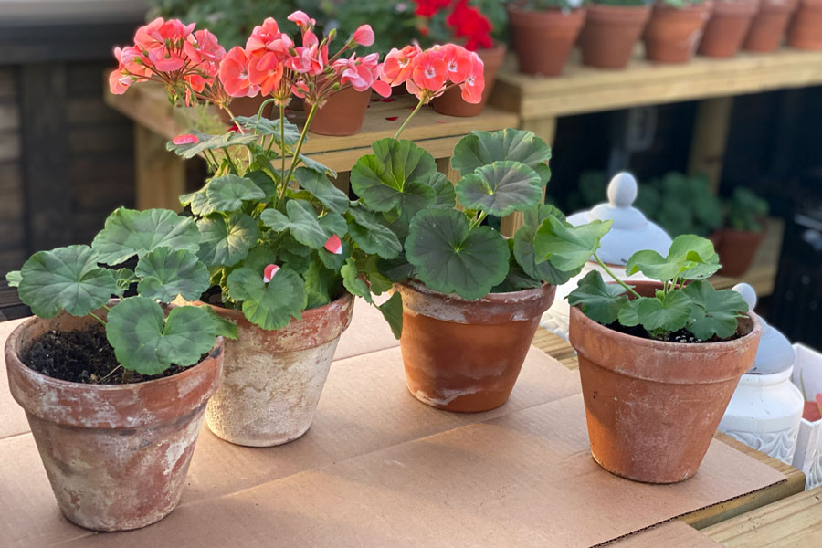 Four plants in age terra cotta pots