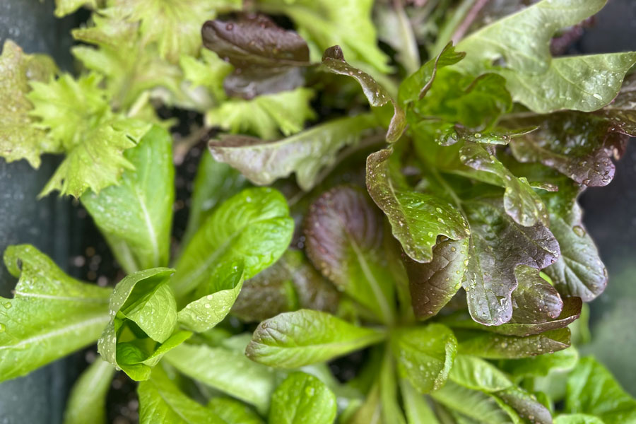 Close up of lettuce