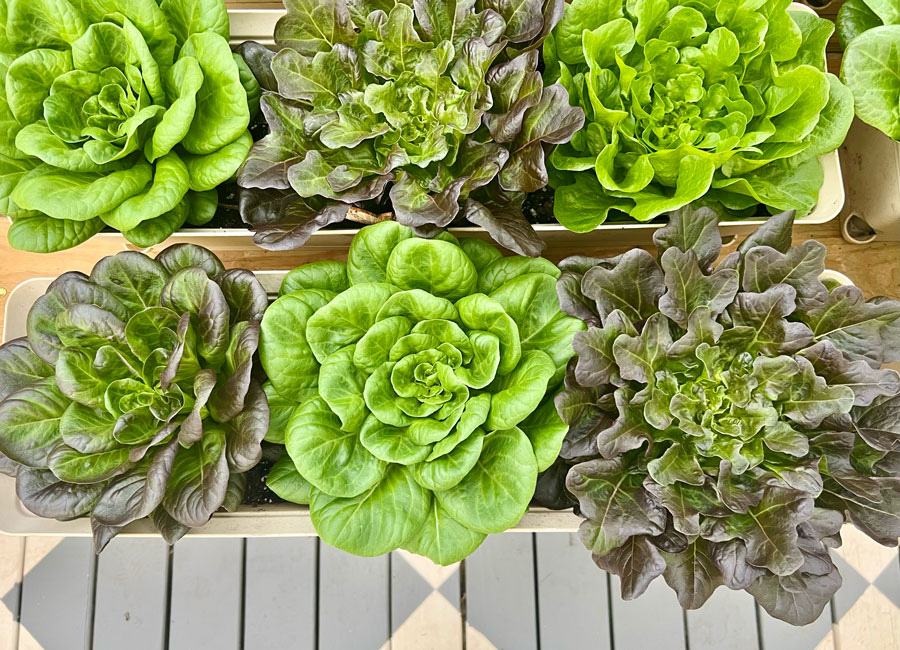 Overhead shot of six heads of lettuce on top of a gardening table inside of a Yoderbilt Greenhouse