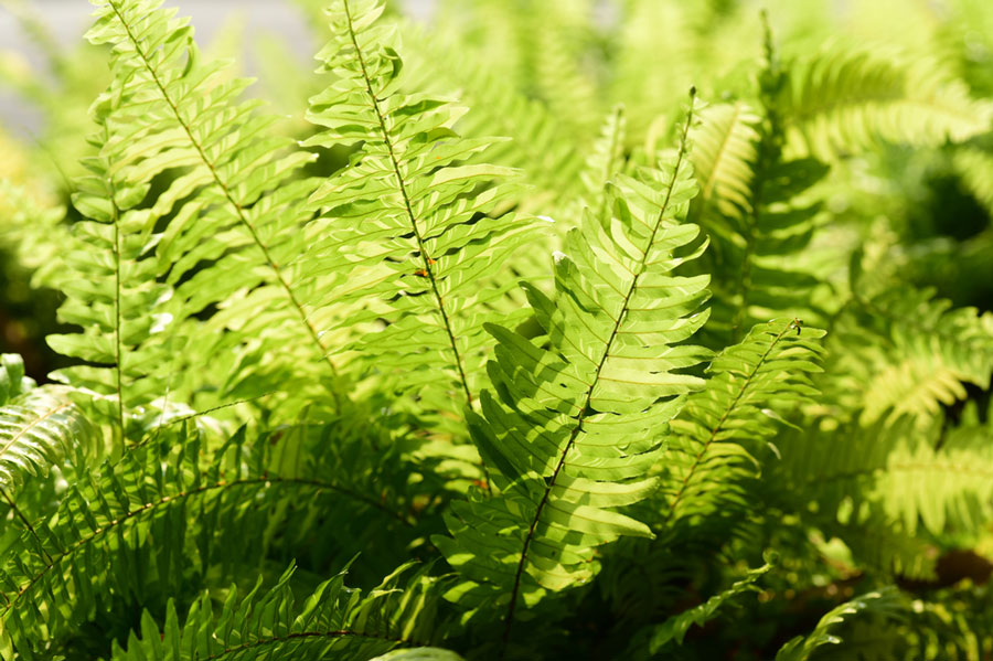 Green Sword Fern or Fishbone fern