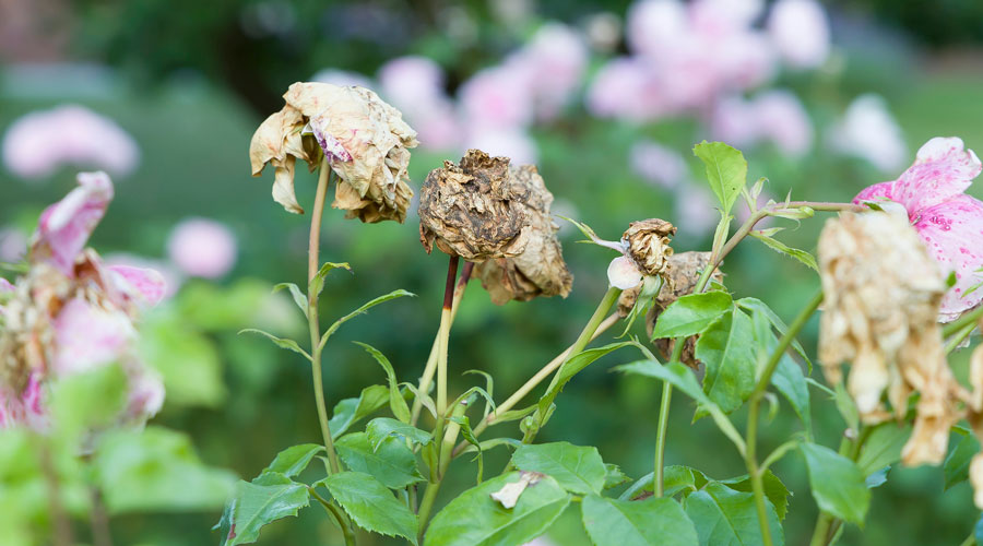 Flowers with wilted, brown petals