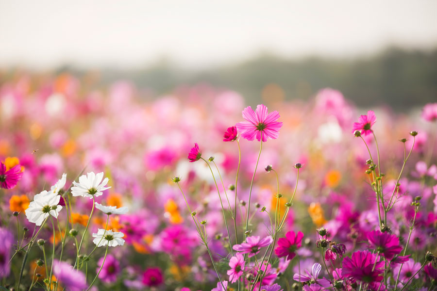 An outside shot of pink, white, and orange cosmos in a field.