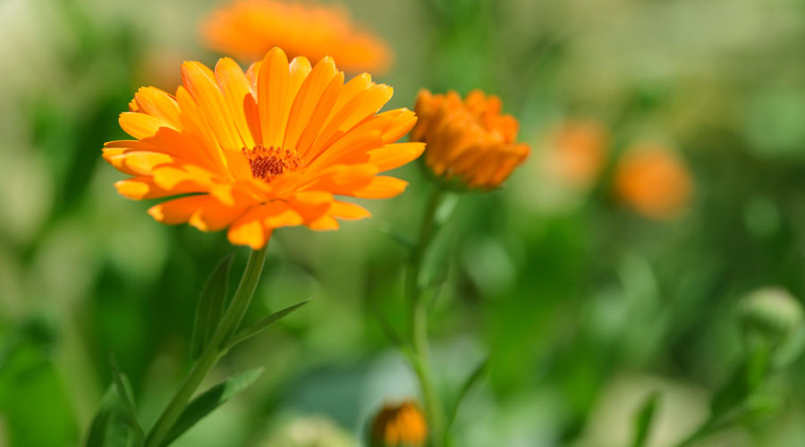 Close up of an orange calendula flower.