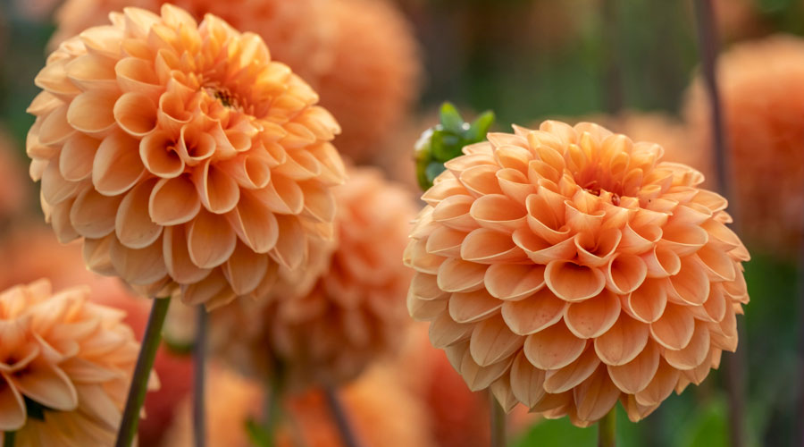 Close up of orange Dahlias