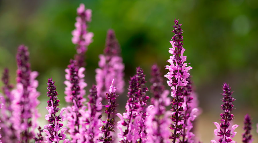 Pink salvia flowers outside