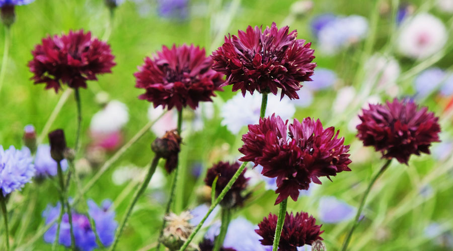 Dark red Bachelor's Button flowers