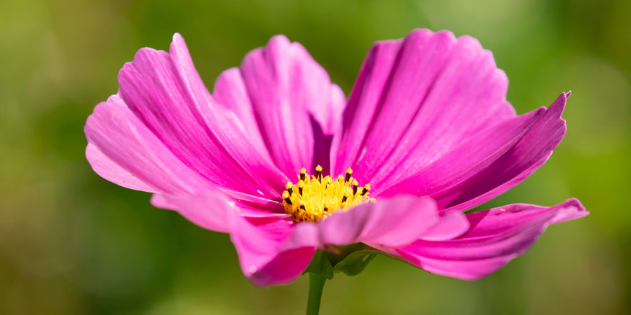 Close up of a pink cosmo flower