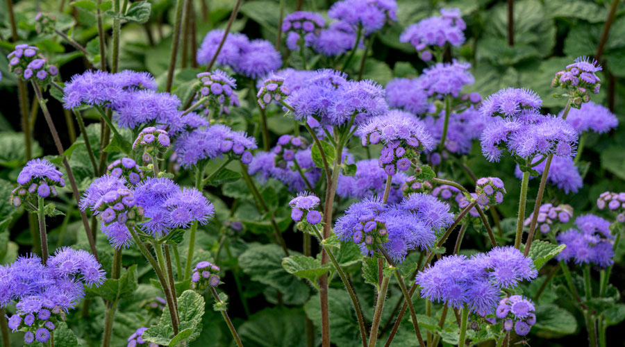 Purple Ageratum flowers