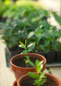 Close up of a small plant in a pot