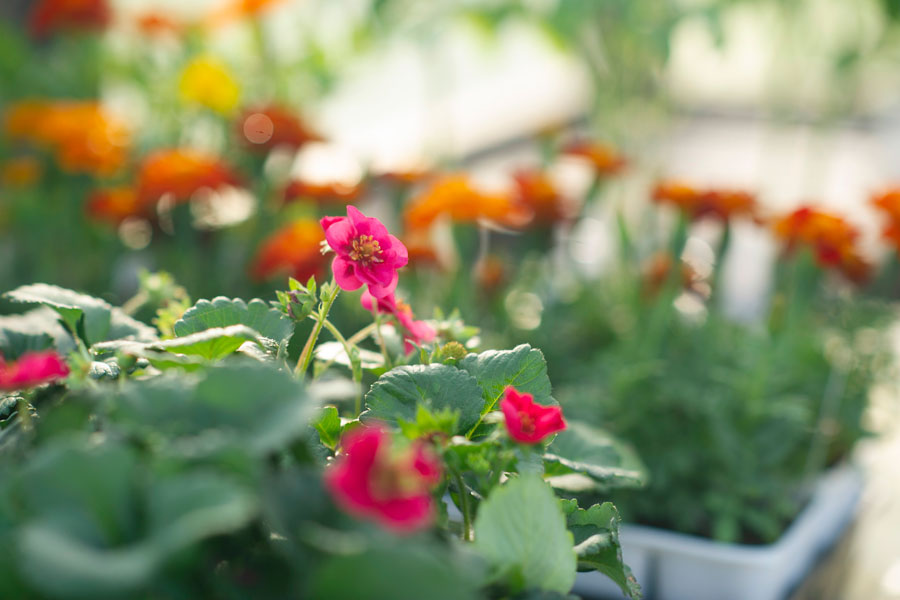 Close up of pink and orange flowers in a Yoderbilt Greenhouse