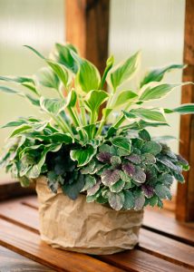 A plant sitting on top of a gardening table