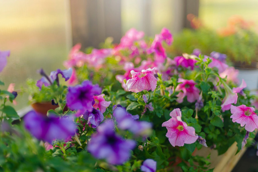 Pink and purple petunias inside of a Yoderbilt Greenhouse.