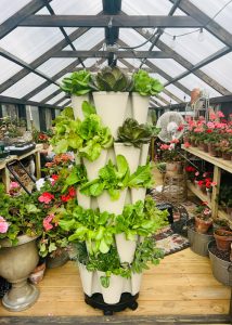 A grow tower filled with lettuce in the entrance of a Yoderbilt Greenhouse.