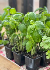 Basil planted in small pots inside of a Yoderbilt Greenhouse.