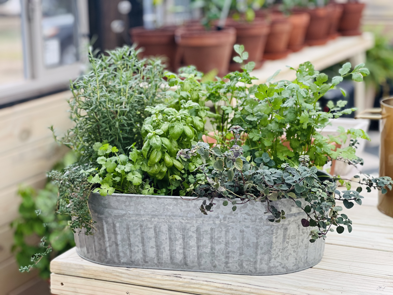 Herbs in a container inside of a Yoderbilt Greenhouse.