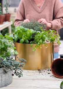 Angela Yoder planting herbs inside of a gold container.