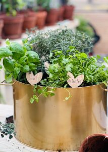 Gold pot with cilantro and basil growing
