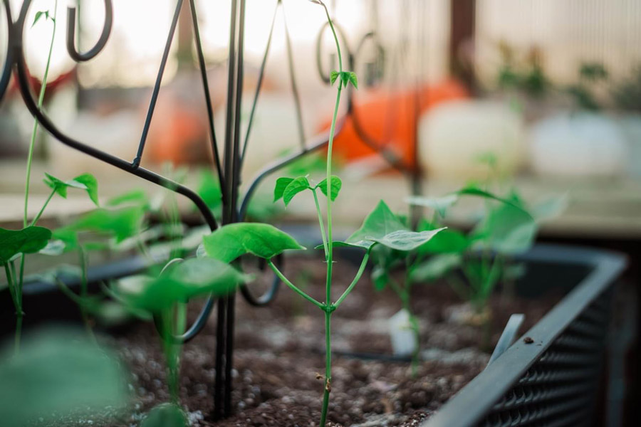 Plant beginning to sprout inside of a greenhouse.