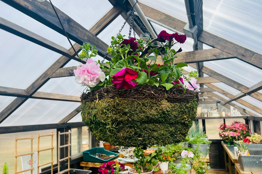 A hanging plant inside of a Yoderbilt Greenhouse.