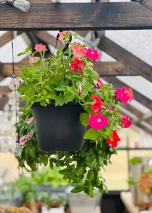 Hanging flower pot in a greenhouse