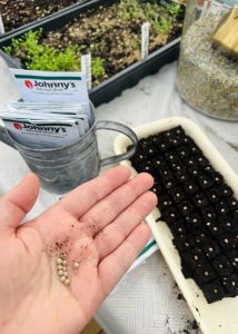 A woman holding seeds in the palm of her hand, with a tray of soil blocks in the background with seeds in them.