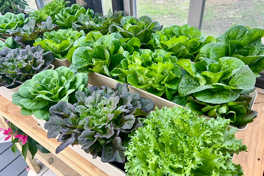 A variety of lettuce growing inside of a Yoderbilt Greenhouse.