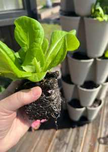 A woman holding a small lettuce plant in her hands.