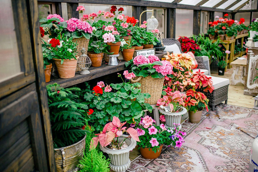 Variety of blooming geraniums inside of a Yoderbilt Greenhouse